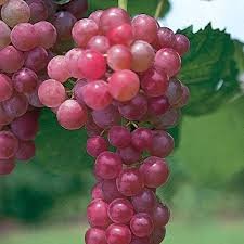 Flame Seedless Grapes